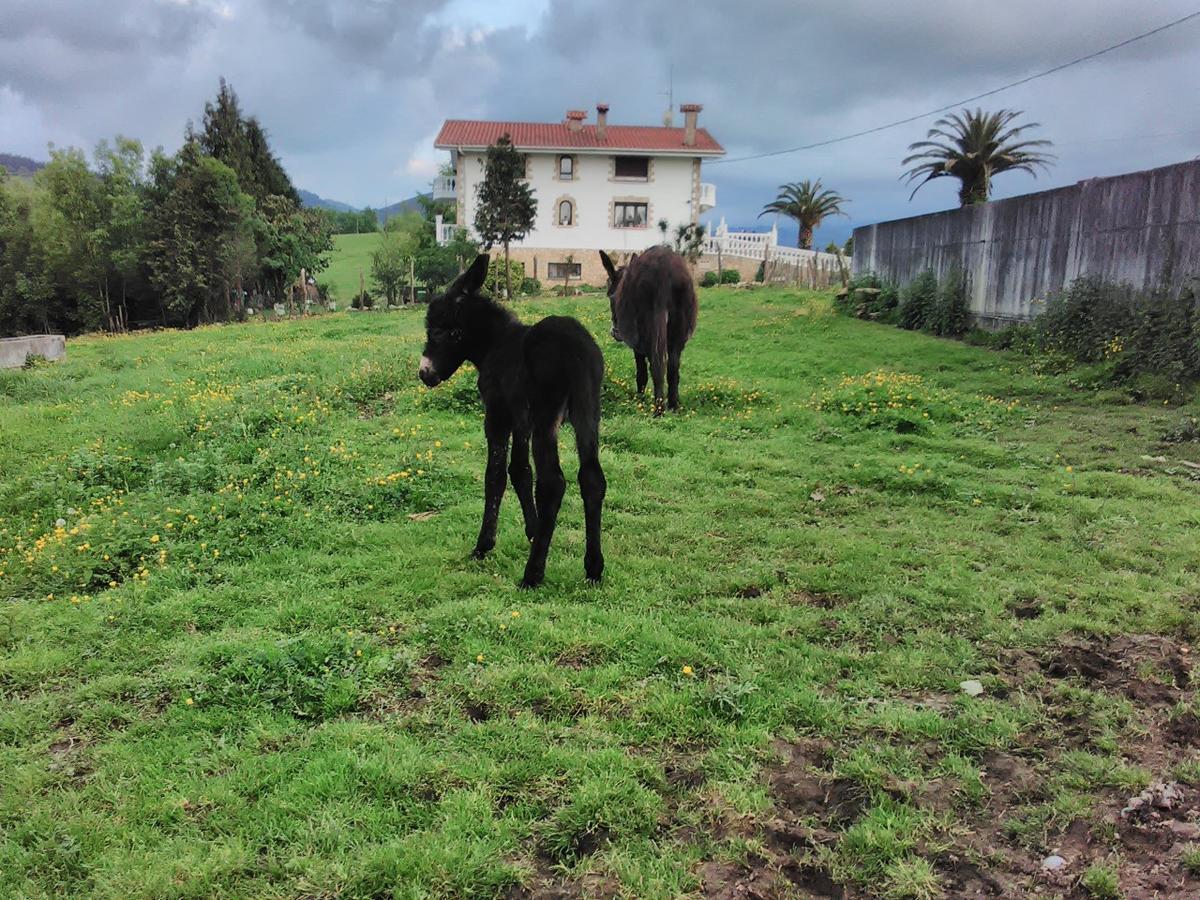 Agroturismo Pagoederraga Orio Εξωτερικό φωτογραφία