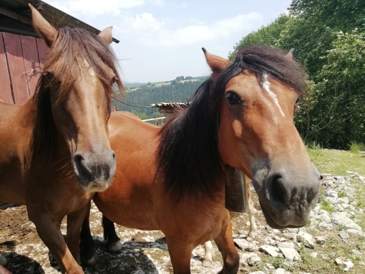 Agroturismo Pagoederraga Orio Εξωτερικό φωτογραφία